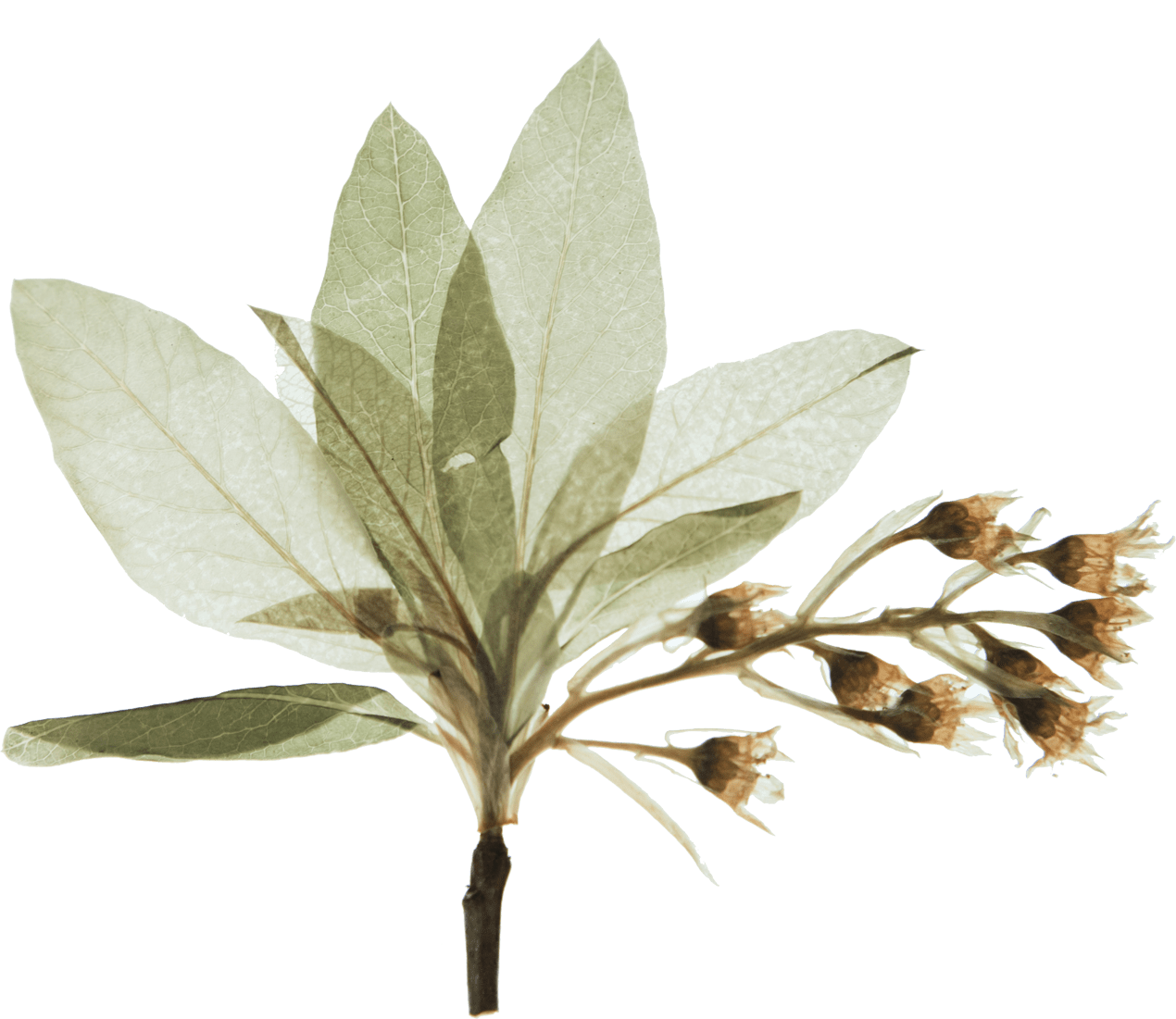 bunch of dried leaves