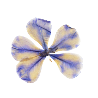 dried purple flower